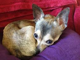 Fawn deer head chihuahua puppy. My Sweet Little Rio Deer Head Sable Chihuahua Love Chihuahua Puppies Chihuahua Dogs
