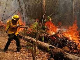 Piso viveros del río, tlalnepantla de baz estado de méxico c. Situacion De Incendios Forestales En Mexico Al 26 De Marzo Cursor En La Noticia