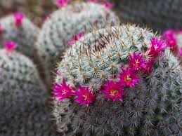 4 puntos para hacer florecer cactus. Asi Puedes Hacer Que Tu Cactus Florezca
