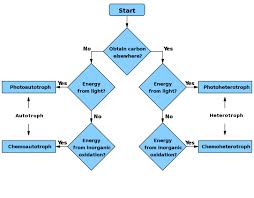 71 Perspicuous Light Dependent Reactions Flow Chart
