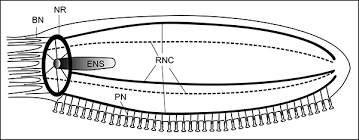 Echinoderm Nervous System Oxford Research Encyclopedia Of Neuroscience