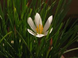 Image result for Zephyranthes candida