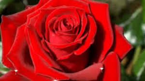 ¿cuál es la mejor rosa que se haya encontrado? Las Rosas Mas Bonitas Del Mundo The Most Beautiful Roses In The World Youtube
