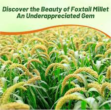 Image result for Setaria italica