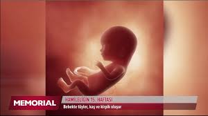 15 Haftalik Gebelik Doneminde Neler Oluyor Youtube