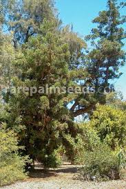 Image result for Araucaria cunninghamii