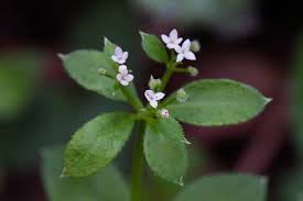 Image result for Galium stenophyllum