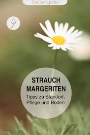 Strauch Margeriten Pflanzen Pflegen Vermehren Und Uberwintern Pflanzen Margeriten Winterharte Pflanzen