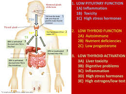 Thyroid Imbalances And What You Need To Do About It Just