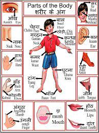 Internal body parts name with picture in english. Body Parts Chart à¤¶à¤° à¤° à¤• à¤… à¤—