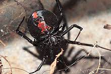 A region in australia's southeast has been cloaked in sheets of web after floodwaters forced thousands of spiders to find higher ground. Spiders Of Australia Wikipedia