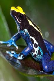 The Tricks Toxic Animals Use To Avoid Poisoning Themselves Video Tricks Toxic Animals Wild Animals Poison Frog Poisonous Animals Animals