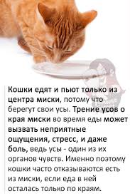 pin ot polzovatelya guga na doske memy zabavnye fakty smeshnye fotografii koshek koshachi krovati