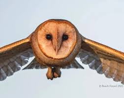 The Stunning Male Barn owl taking a Vole back to his brood. Nikon D850  Nikon 500mm PF
