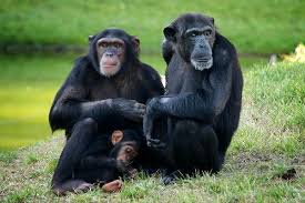 Los chimpancés y los bonobos hacen favores como los humanos Images?q=tbn:ANd9GcQfNW24CYbNIjlgU4yJWPsi1jQ_OeqGPimPsMfCmDiUFT3xGX_7
