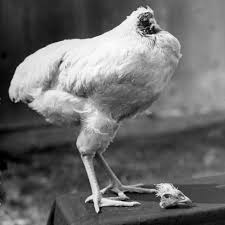 Image result for chicken who live without a head