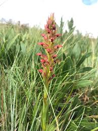 Image result for Disa brevicornis