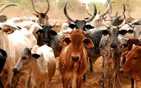 A variety of information on livestock behavior and welfare, from a professor of animal science at colorado state university. Ethiopia Has Largest Number Of Livestock In Africa Census Furtherafrica