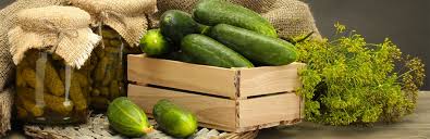 In fact, if you have ever eaten a pickle in front of your dog, you have more than likely noticed that they. Can Dogs Eat Pickles Everything You Need To Know My Pet Needs That