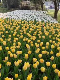 We don't have any reviews for flowers of shanghai. E9 Gbjsgjm2nsm