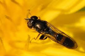 Image result for Neojeffreya