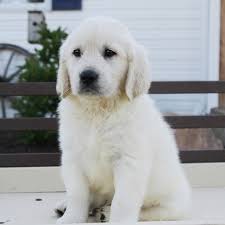 Golden retriever puppy for sale in carrollton, va, usa. White Golden Retriever Puppies For Sale Usa Canada Australia Uk