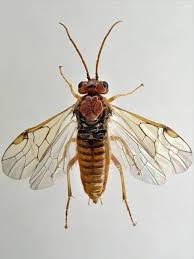 Image result for Pteronia acuminata