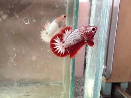 Fccp 2th Gia Cả Ib Ship Toan Quốc Thong Trần Betta Shop đa Nẵng Facebook