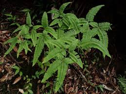 Image result for Dicranopteris elegantula