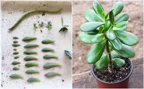 Rooting christmas cactus cuttings in water is relatively easy. 3 Easy Ways To Propagate Succulents From Leaf Stem Or Branch Cuttings