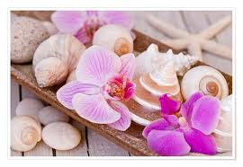 Andrea Haase Foto Zen Orchideen Poster Online Bestellen Posterlounge De