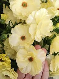 Butterfly Ranunculus Helios Diy Flowers Flower Farm Ranunculus Garden Flowers