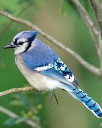Birds That Look Like Blue Jays But Are Black The Most Common Birds You Ll See In Your Backyard And One Of The Rarest Backyard Birds Common Birds Birds