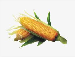 عالية الدقة مجانا سحب ذرة هد الذرة سحب الحرة Png و Psd Corn Packaging Design Vegetables