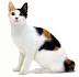 List of Cat Breeds With Pictures and Names