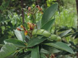 Image result for Cajanus cajan