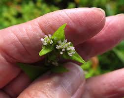 Image result for Persicaria nepalensis