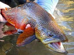 A Photo Of A Big Tiger Trout Fly Fishing Flies Trout Freshwater Fish Beautiful Tropical Fish