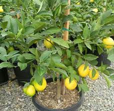 It doesn't need much lemon trees usually have only one growth spurt in a year, usually in spring. Growing Lemons In Containers Information Agri Farming