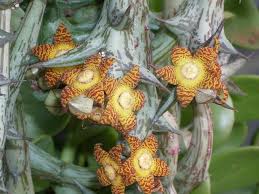 Image result for Orbea schweinfurthii