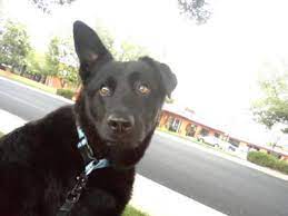 Lab Chow Labrador Chow Mix Info Temperament Training Puppies Pictures
