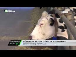 Hayvancilik Egitim Gebelik Donemi Asi Programi Youtube