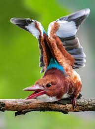 Pin On Nature