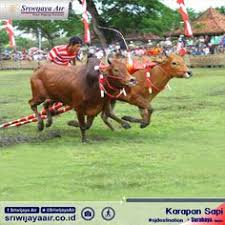 Temukan gambar stok gratis terbaik tentang sapi terbang. 390 Sjdestination Ideas Air Tanjung Karang Kendari