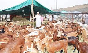 In general, muslims think animals are sacrificed to remember what happened with prophet abraham and his son. Sacrificial Animals Prices Soar Ahead Of Eid Al Adha In Saudi Arabia Arab News Pk