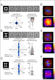 We did not find results for: Spatial Organization Of The Extracellular Matrix Regulates Cell Cell Junction Positioning Pnas