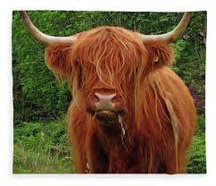 Enter the answer length or the answer pattern to get better results. Long Haired Highland Cow Fleece Blanket For Sale By David Conniss