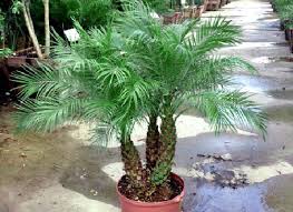 My pygmy date palm was covered with about 3 old bed sheets and rapped in christmas lights but still got sever. Phoenix Roebelenii Pygmy Date Palm 2011 Cold Hardy Palm Trees Palm Trees For Sale Rustic Landscaping