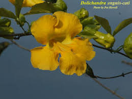 Image result for Dolichandra