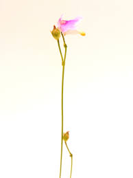 Image result for Genlisea hispidula